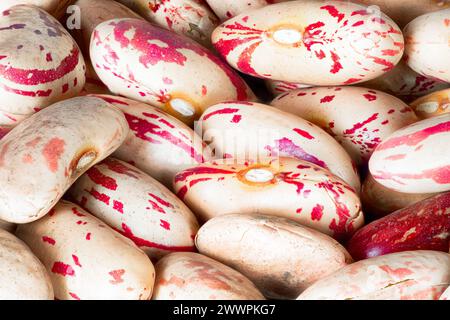 Rote gesprenkelte Zuckerbohnen Phaseolus vulgaris Makrofoto Stockfoto