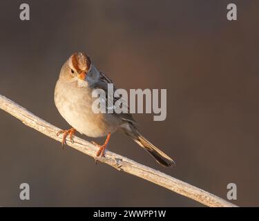 Ein unreifer, weißgekrönter Sparrow thront im Bosque del Apache National Wildlife Refuge, New Mexico Stockfoto