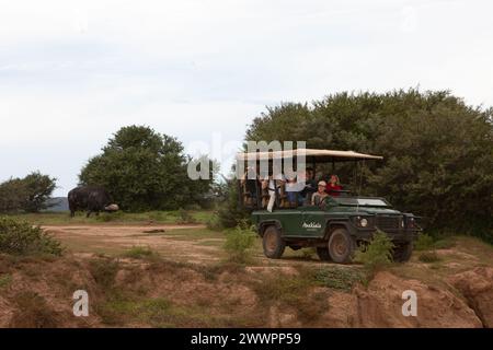 Ein grünes Fahrzeug mit Landrover Defender Safari, das voller Menschen und Parkranger/Jeep-Fahrer ist, parkt, um die Tierwelt im Amakhala Game Reserve zu beobachten Stockfoto