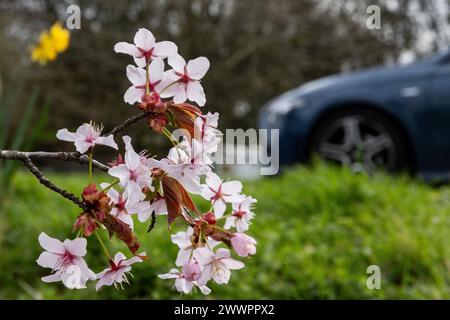 Windsor, Großbritannien. März 2024. Die rosa Blüte ist entlang einer Straße abgebildet. Quelle: Mark Kerrison/Alamy Live News Stockfoto