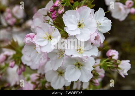 Windsor, Großbritannien. März 2024. Blossom ist im Home Park zu sehen. Quelle: Mark Kerrison/Alamy Live News Stockfoto