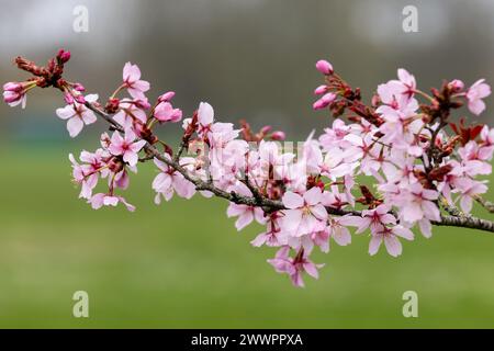 Windsor, Großbritannien. März 2024. Blossom ist im Home Park zu sehen. Quelle: Mark Kerrison/Alamy Live News Stockfoto