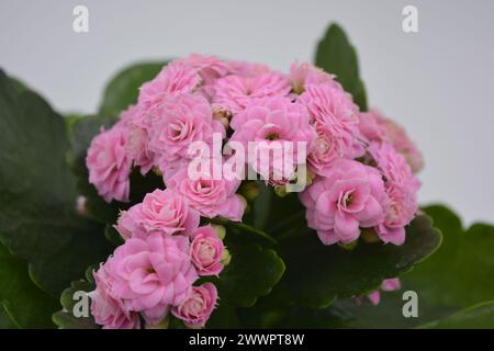 Echte frische Blumen, Kalanchoe-Setzlinge, die in einem grauen Plastiktopf wachsen. Viele kleine rosa Blüten mit groben, großen grünen Blättern. Stockfoto