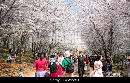 Guiyang, chinesische Provinz Guizhou. März 2024. Touristen spazieren unter Kirschblüten in der Guian New Area, südwestchinesische Provinz Guizhou, 25. März 2024. Quelle: Tao Liang/Xinhua/Alamy Live News Stockfoto