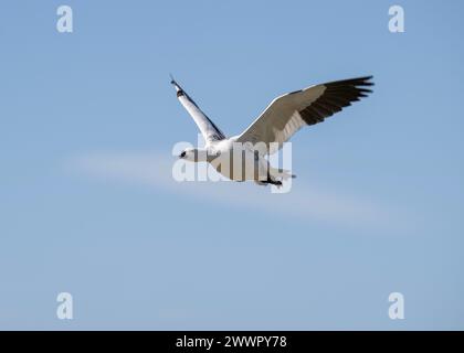 Gänsegebirge (Chloephaga picta), Karkasse Island, männlich, im Flug, Falklands, Januar 2024 Stockfoto