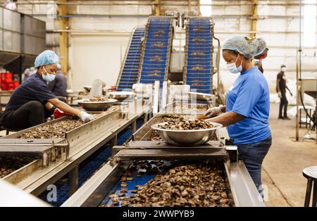 KAJU, Cashew Fabrik. Frauen lesen aus den Schalen auf einem Fliessband die ganzen Nuesse aus, Cashewnuss Fabrik in der Naehe von Cotonou in Benin, Glo-Djigbe, 07.03.2024.Fotografiert im Auftrag des Bundesministeriums für wirtschaftliche Zusammenarbeit und Entwicklung. Glo-Djigbe Benin *** KAJU, Cashew-Fabrik Frauen entnehmen die ganzen Nüsse aus den Schalen auf einem Förderband, Cashew-Nussfabrik bei Cotonou in Benin, Glo Djigbe, 07 03 2024 fotografiert im Auftrag des Bundesministeriums für wirtschaftliche Zusammenarbeit und Entwicklung Glo Djigbe Benin Copyright: xUtexGrabowskyxphotothek.dex Stockfoto