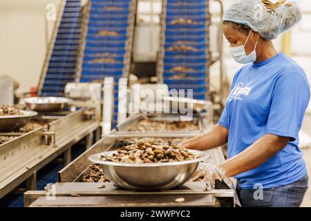 KAJU, Cashew Fabrik. Frauen lesen aus den Schalen auf einem Fliessband die ganzen Nuesse aus, Cashewnuss Fabrik in der Naehe von Cotonou in Benin, Glo-Djigbe, 07.03.2024.Fotografiert im Auftrag des Bundesministeriums für wirtschaftliche Zusammenarbeit und Entwicklung. Glo-Djigbe Benin *** KAJU, Cashew-Fabrik Frauen entnehmen die ganzen Nüsse aus den Schalen auf einem Förderband, Cashew-Nussfabrik bei Cotonou in Benin, Glo Djigbe, 07 03 2024 fotografiert im Auftrag des Bundesministeriums für wirtschaftliche Zusammenarbeit und Entwicklung Glo Djigbe Benin Copyright: xUtexGrabowskyxphotothek.dex Stockfoto