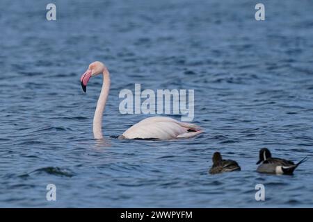 Ein Flamingo und zwei Enten im blauen Wasser eines Sees Stockfoto