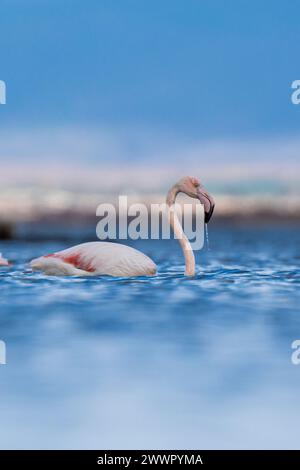 Ein Flamingo im blauen Wasser eines Sees Stockfoto