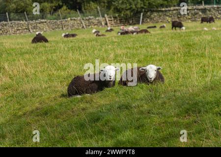 Herdwick Sheep, schwarz & weiß, Lake District, Cumbria, Großbritannien Stockfoto