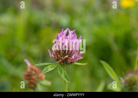 Violette Kleeblume auf einer grünen Wiese im Sommer Stockfoto