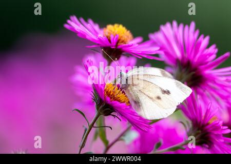 Ein Kohl-Schmetterling, Pieris rapae, besucht eine lila Arlington-Blume i Stockfoto