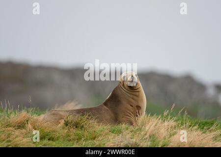 Neuseeland, Subantarktische Inseln, Auckland Inseln, Enderby Island. Neuseeländische Seelöwen (Phocarctos hookeri) weiblich. Gefährdete Arten. Stockfoto