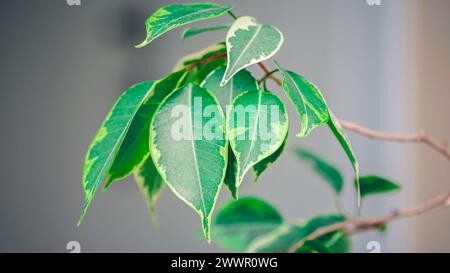 Ficus benjamina, Ficus goldene Königspflanzen, grüne Blätter, richtige Pflege Stockfoto