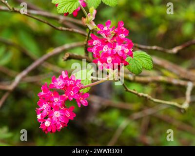 Rote rosa Blüten in den frühen Frühlingsrosen der hartblütigen Johannisbeere, Ribes sanguineum „Red Pimpernel“ Stockfoto