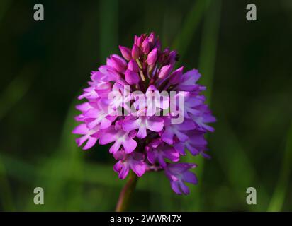 Frühling. Oeiras, Portugal. Wilde Frühlingsblumen. Pyramidenorchidee - Anacamptis pyramidalis wächst in der Natur. Familie der Orchidaceae. Natürlicher Hintergrund Stockfoto