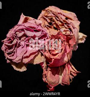 Getrocknete Rosen - Nahaufnahme von drei Rosenblüten. Flieder. Pastellfarbe. Textur, Künstlerisch. Konzept Tod, Verblassen, Moral. Die Zeit Vergeht. Stockfoto