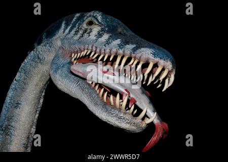 Modell des Elasmosaurus platyurus. Elasmosaurus war ein Meeresreptil, das zu Plesiosauriern gehörte. Sie lebte vor etwa 80 Millionen Jahren in der oberen Kreidezeit. Stockfoto