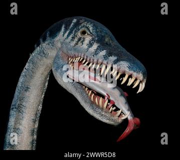 Modell des Elasmosaurus platyurus. Elasmosaurus war ein Meeresreptil, das zu Plesiosauriern gehörte. Sie lebte vor etwa 80 Millionen Jahren in der oberen Kreidezeit. Stockfoto