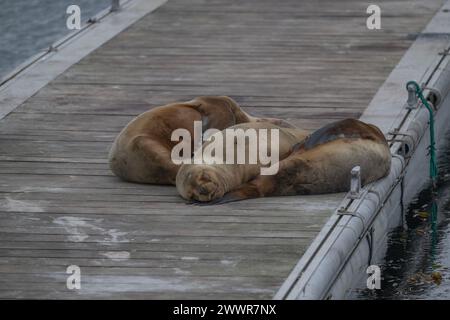 Seal South America Fur (Arctcephalus australis) on Ponton, Stanley, Falklands, Januar 2024 Stockfoto