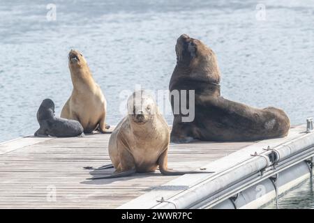 Robbenpelz (Arctcephalus australis) männlich, weiblich und Welpen, auf Ponton, Stanley, Falklands, Januar 2024 Stockfoto