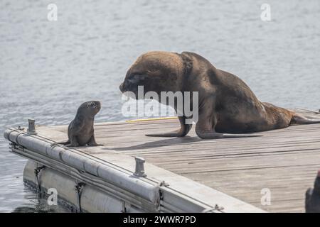 Seal South America Fur (Arctcephalus australis) männlich und Jungtier, auf Ponton, Stanley, Falklands, Januar 2024 Stockfoto