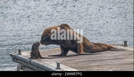 Seal South America Fur (Arctcephalus australis) männlich und Jungtier, auf Ponton, Stanley, Falklands, Januar 2024 Stockfoto