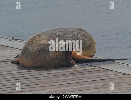 Seal South America Fur (Arctcephalus australis) on Ponton, Stanley, Falklands, Januar 2024 Stockfoto