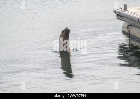 Seal South America Fur (Arctcephalus australis), weibliches Climbier on to Ponton, Stanley, Falklands, Januar 2024 Stockfoto