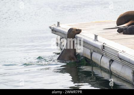 Seal South America Fur (Arctcephalus australis), weibliches Climbier on to Ponton, Stanley, Falklands, Januar 2024 Stockfoto