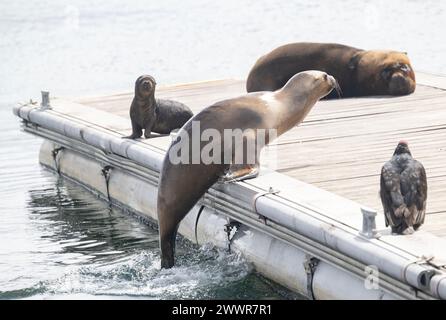 Seal South America Fur (Arctcephalus australis), weibliches Climbier on to Ponton, Stanley, Falklands, Januar 2024 Stockfoto