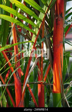 Cyrtostachys renda (auch bekannt als rote Dichtungspalme, rote Palme, Rajah-Palme) im Garten Stockfoto