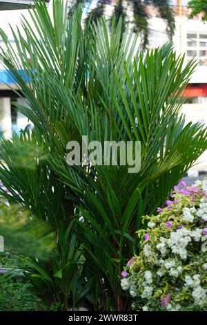 Cyrtostachys renda (auch bekannt als rote Dichtungspalme, rote Palme, Rajah-Palme) im Garten Stockfoto