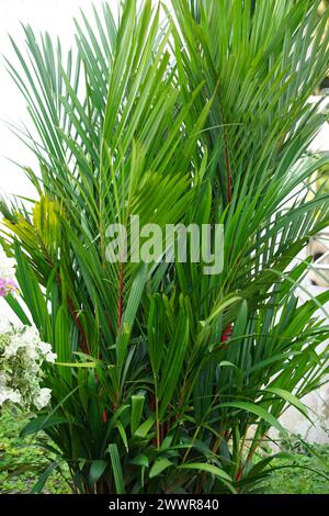 Cyrtostachys renda (auch bekannt als rote Dichtungspalme, rote Palme, Rajah-Palme) im Garten Stockfoto