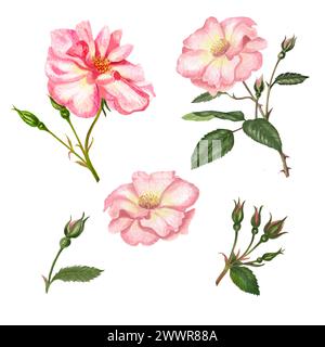 Aquarellsatz von Blättern, Blumen und Rose Hüfte, handgezeichnete florale Illustration isoliert auf weißem Hintergrund. Stockfoto