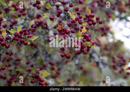 Beeren wachsen auf einem Baum im Wald, Saanich Inlet, zwischen Victoria und dem Swartz Bay Ferry Terminal, Vancouver Island, British Columbia Stockfoto