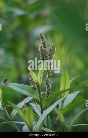 Persicaria maculosa (Polygonum persicaria, Buchweizen, DamenDaumen, gefleckter DamenDaumen, Jesuspflanze, Rotschenkel). Die jungen Blätter können gegessen werden Stockfoto