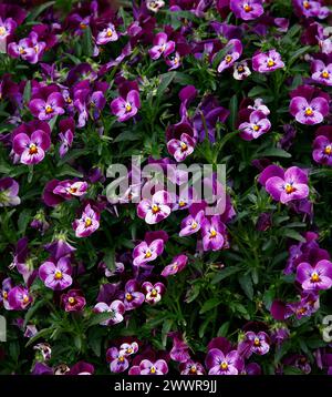 Nahaufnahme der violett-weißen Blüten der jährlichen Gartenbettpflanze Viola. Stockfoto