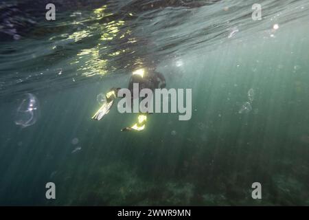 Taucher im Meer in Sooke Bay, Vancouver Island, British Columbia, Kanada Stockfoto