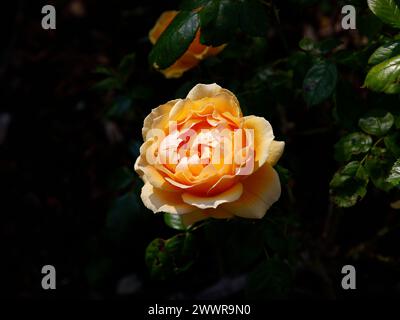 Nahaufnahme des gelben Gartens Rose rosa Easy Going Harlow. Stockfoto