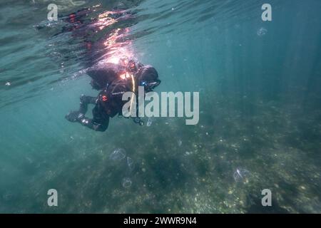 Taucher im Meer in Sooke Bay, Vancouver Island, British Columbia, Kanada Stockfoto