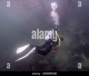 Taucher im Meer in Sooke Bay, Vancouver Island, British Columbia, Kanada Stockfoto