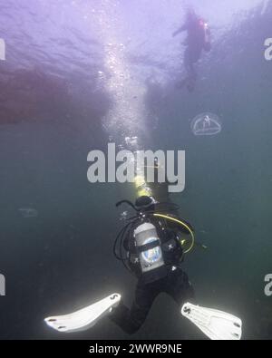 Taucher im Meer in Sooke Bay, Vancouver Island, British Columbia, Kanada Stockfoto