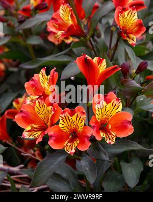 Nahaufnahme der kunstgelben Blüten der krautigen Staudengartenpflanze Alstroemeria indian Summer. Stockfoto