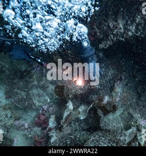 In Sooke Bay, Vancouver Island, British Columbia, Kanada, schweben Blasen über einem Taucher im Meer Stockfoto