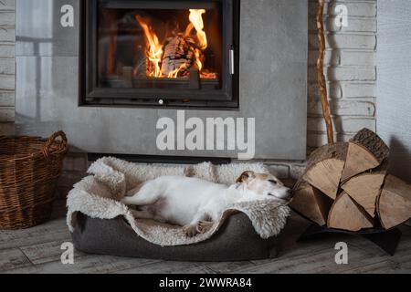Ein Jack Russell Terrier-Hund schläft auf einem Teppich neben einem brennenden Kamin. Hygge-Konzept Stockfoto