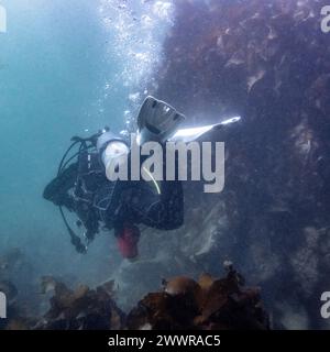 Taucher im Meer in Sooke Bay, Vancouver Island, British Columbia, Kanada Stockfoto