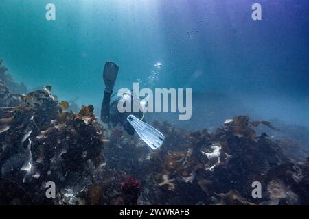 Taucher im Meer in Sooke Bay, Vancouver Island, British Columbia, Kanada Stockfoto