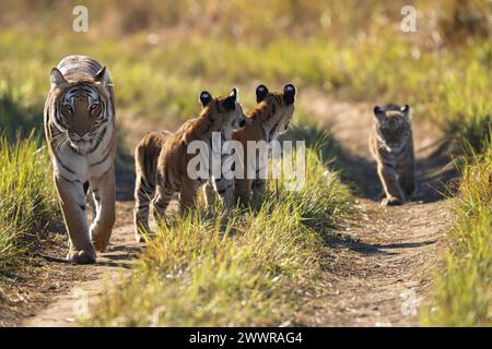 Die bengalische Tigermutter (genannt Paarwali) und ihre drei Jungen 2024, Corbett National Park, Indien Stockfoto