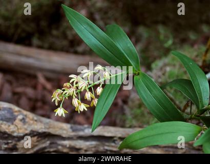 Gefleckte Cane Orchid oder gelbe Cane Orchid, Dendrobium gracilicaule, Epidendroideae, Orchidaceae. Stockfoto